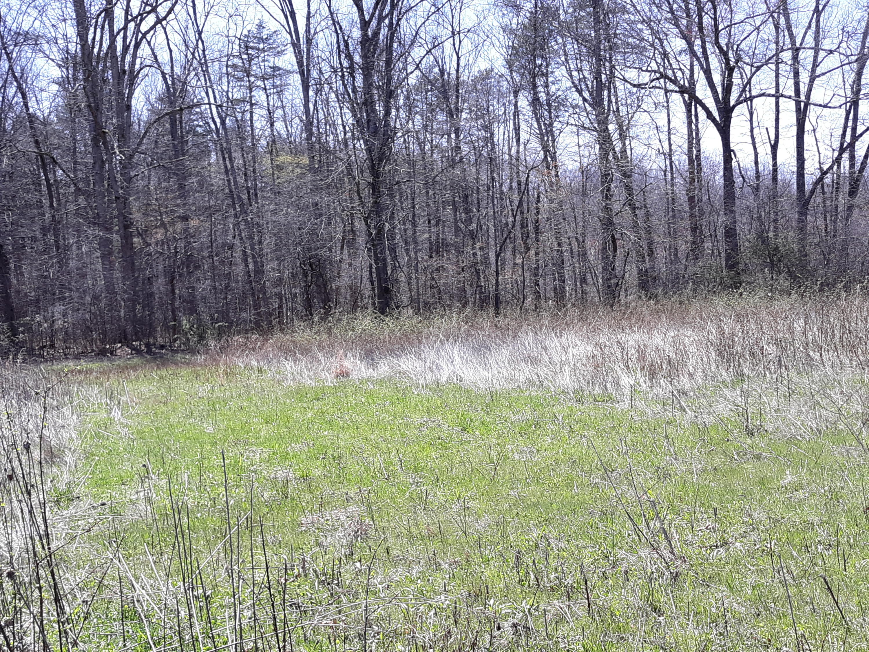 10 Big Spring Gap Road Pikeville, TN 37367 - Photo 19 of 30 20210403_134711