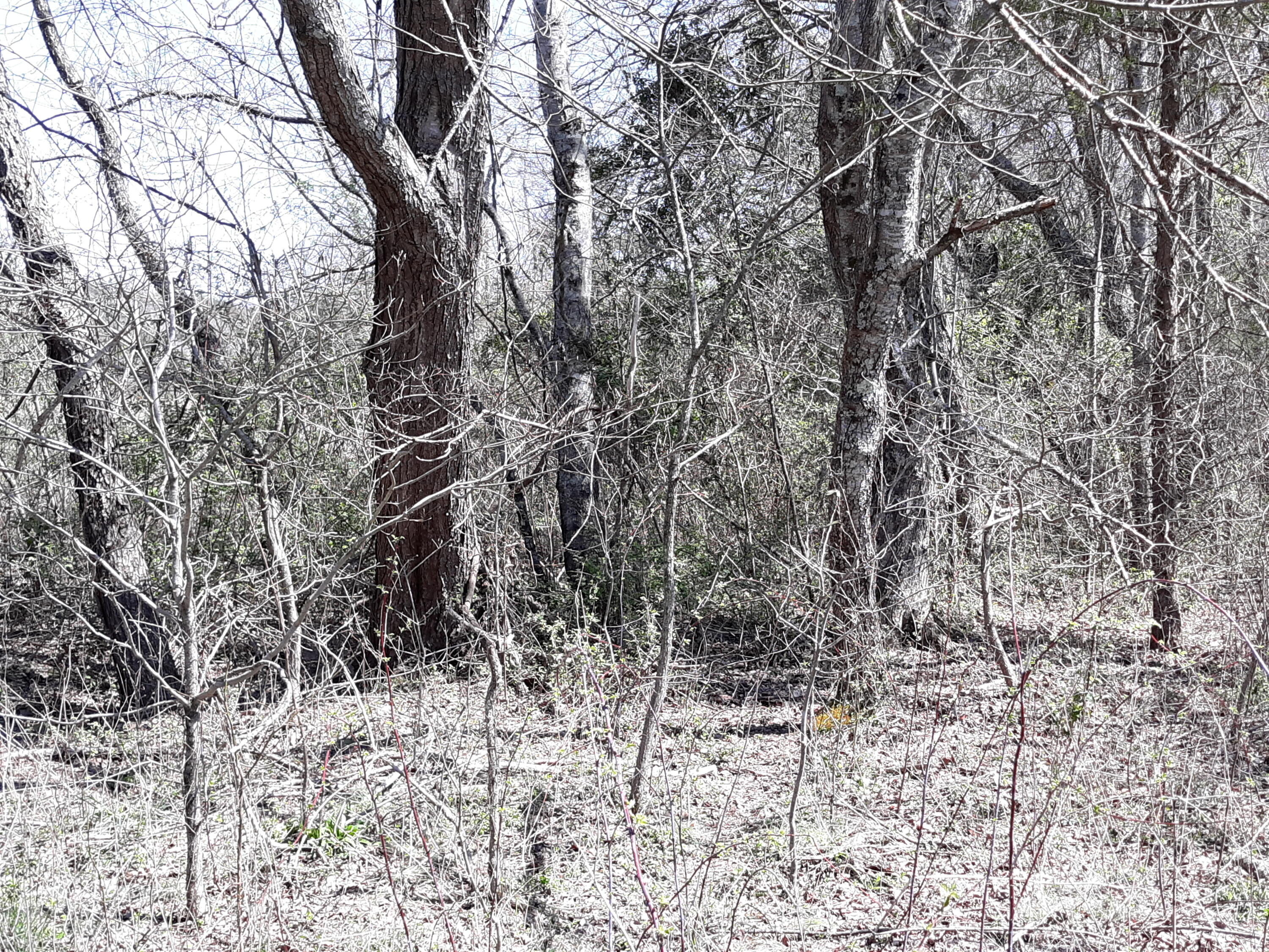 10 Big Spring Gap Road Pikeville, TN 37367 - Photo 25 of 30 20210403_134933
