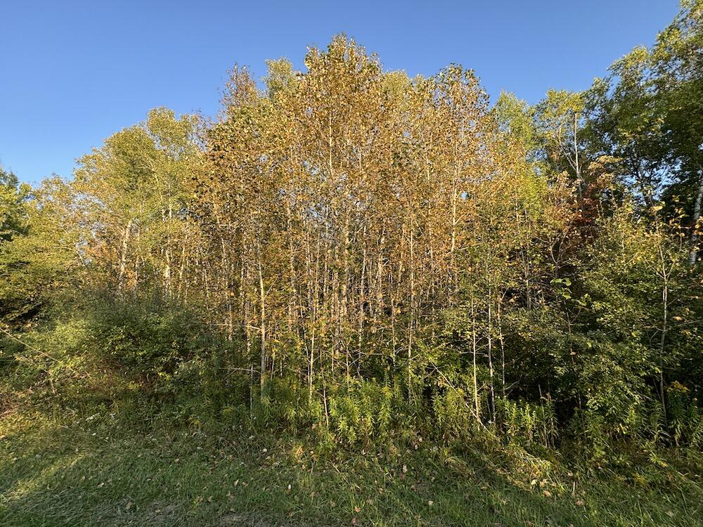 2635 Thayer Road Lupton, MI 48635 - Photo 57 of 128 IMG_5427