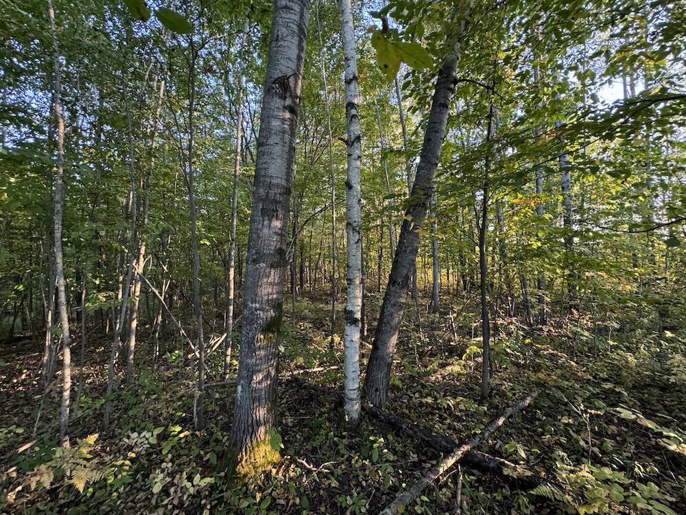 2635 Thayer Road Lupton, MI 48635 - Photo 67 of 128 IMG_5440