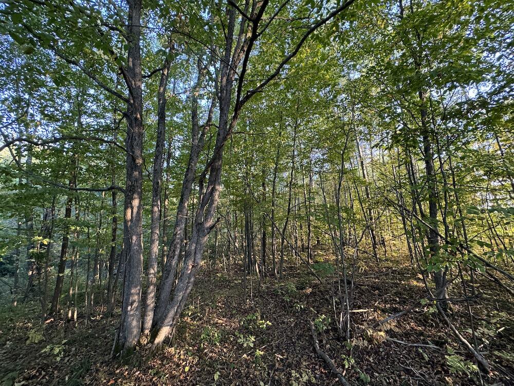 2635 Thayer Road Lupton, MI 48635 - Photo 69 of 128 IMG_5442
