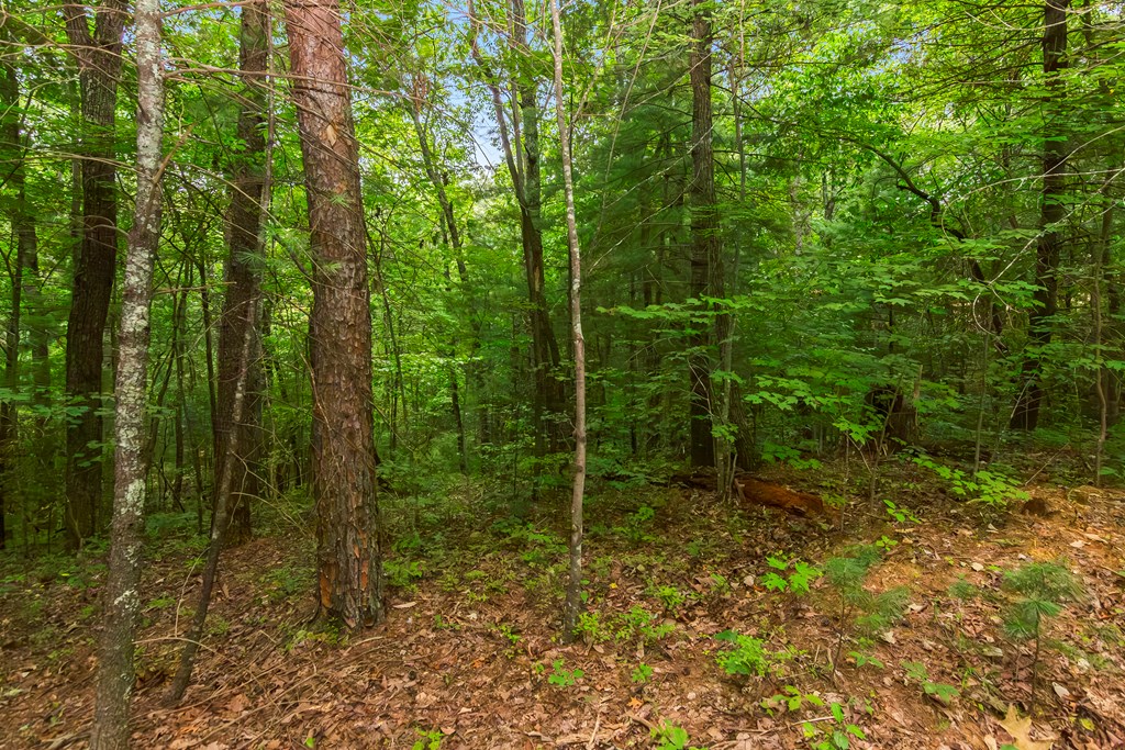 Lot 9-10 Abbott Mill Road Ellijay, GA 30540 - Photo 8 of 25 Gallery Image 8