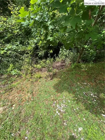 a view of a lush green forest