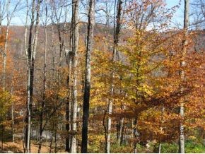1240 Wade Pasture Road Stowe, VT 05672 - Photo 14 of 19 Gallery Image 14