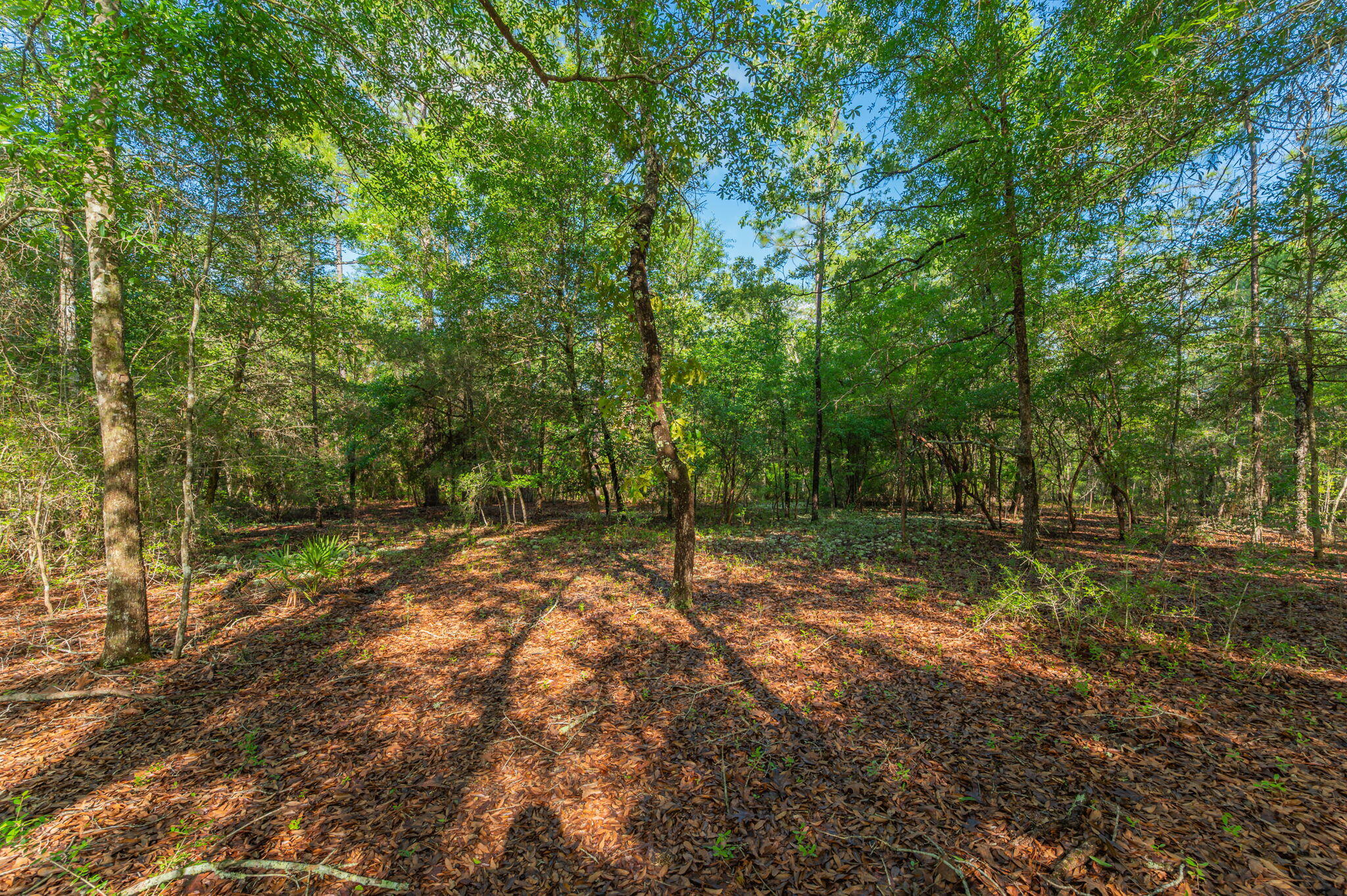 4449 Yellow Bluff Road Crestview, FL 32539 - Photo 13 of 42 a backyard of a house with lots of green space