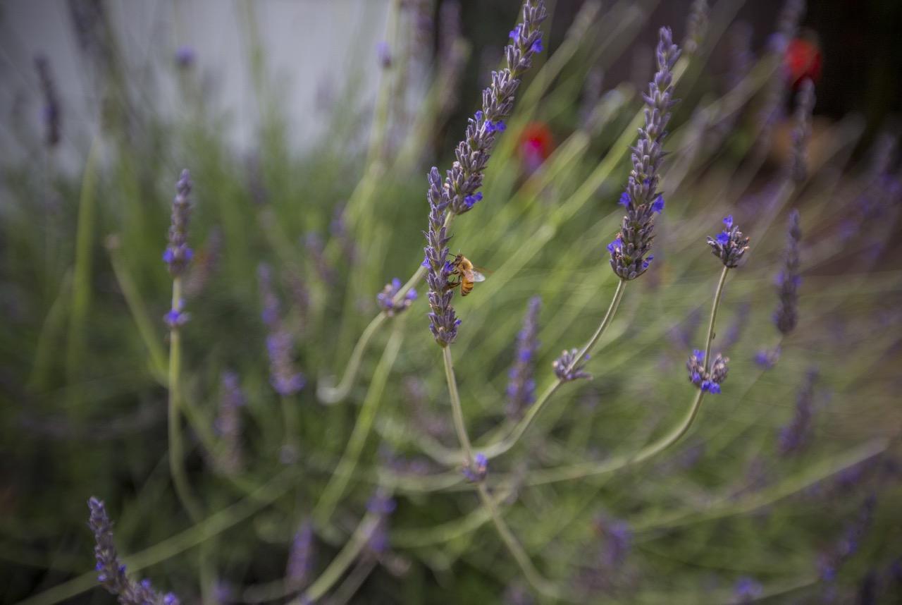5317 Star Pine Road Carpinteria, CA 93013 - Photo 21 of 28 Gardeners Paradise