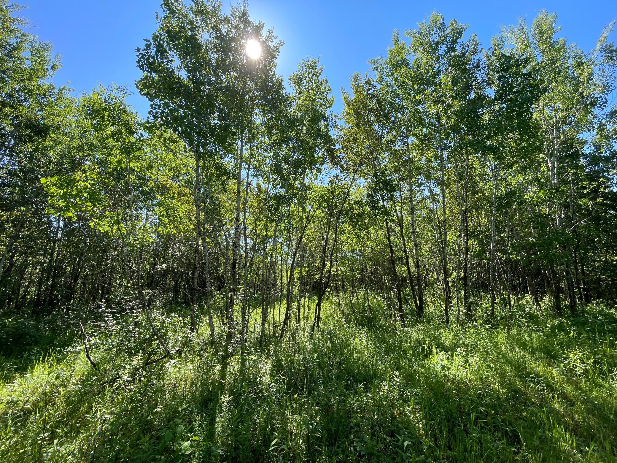 Tbd 440th Avenue Roseau, MN 56751 - Photo 57 of 80