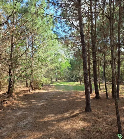 a view of a trees with yard