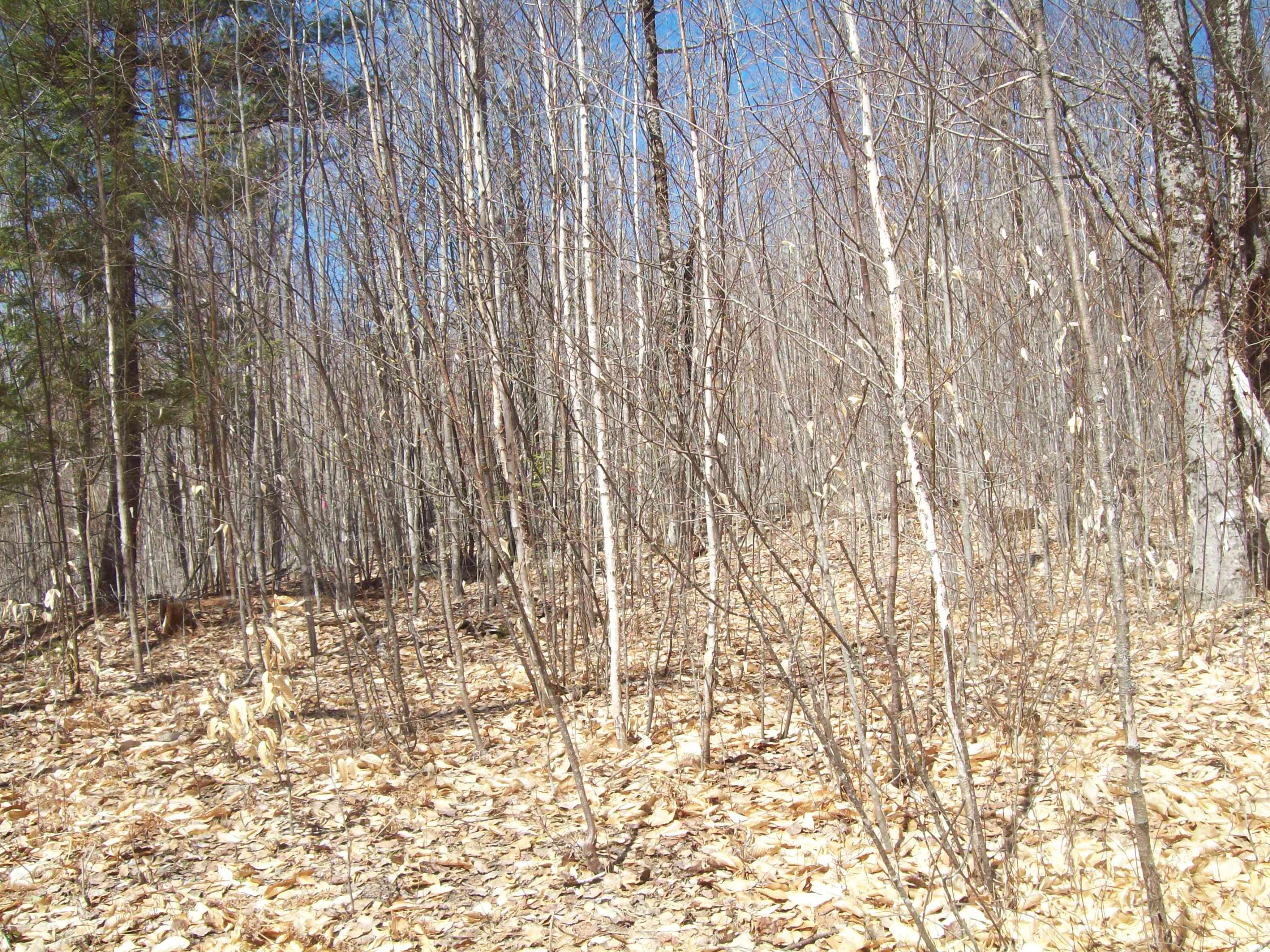 Tbd Millett-Mallet Camp Road Lincoln, ME 04457 - Photo 12 of 12 100_1780