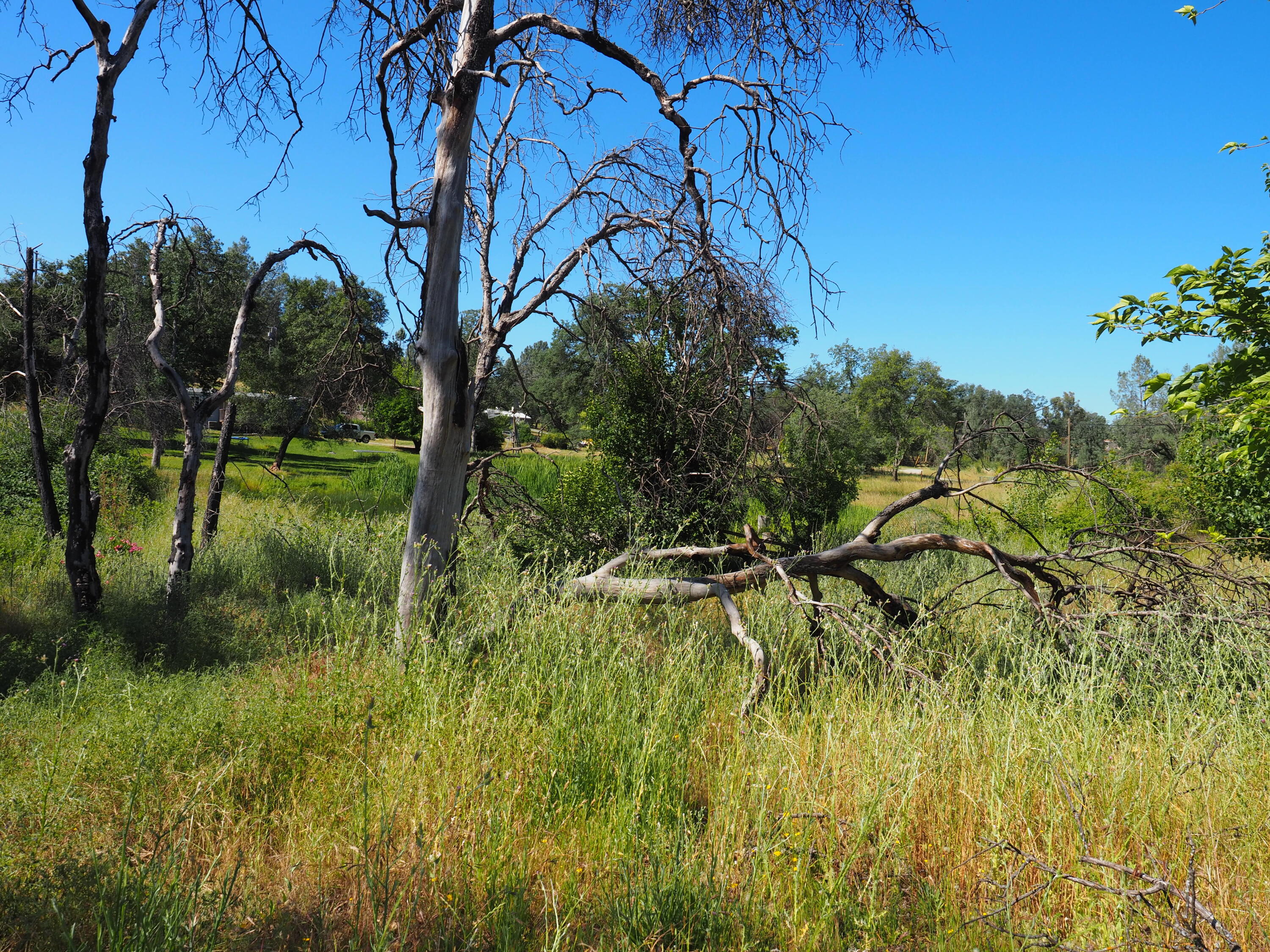 20103 Parocast Road Redding, CA 96003 - Photo 16 of 24 a view of a yard with a tree