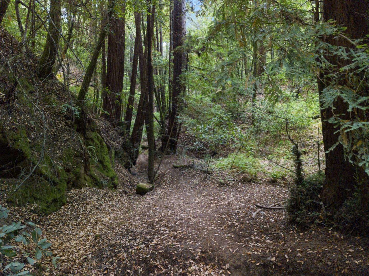 2060 Sparrow Valley Road Aptos, CA 95003 - Photo 45 of 45 a view of a yard with lots of trees