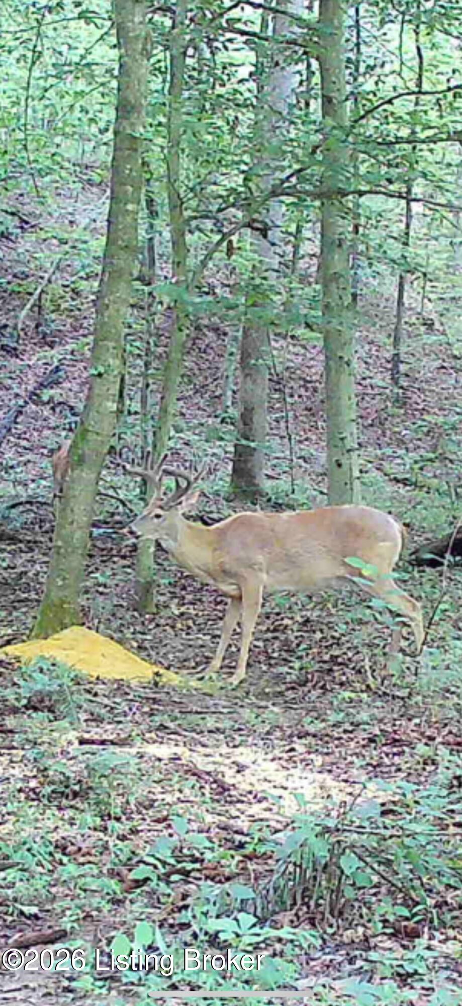 926 Salem Church Road Bee Spring, KY 42207 - Photo 47 of 49 Trail cam photos
