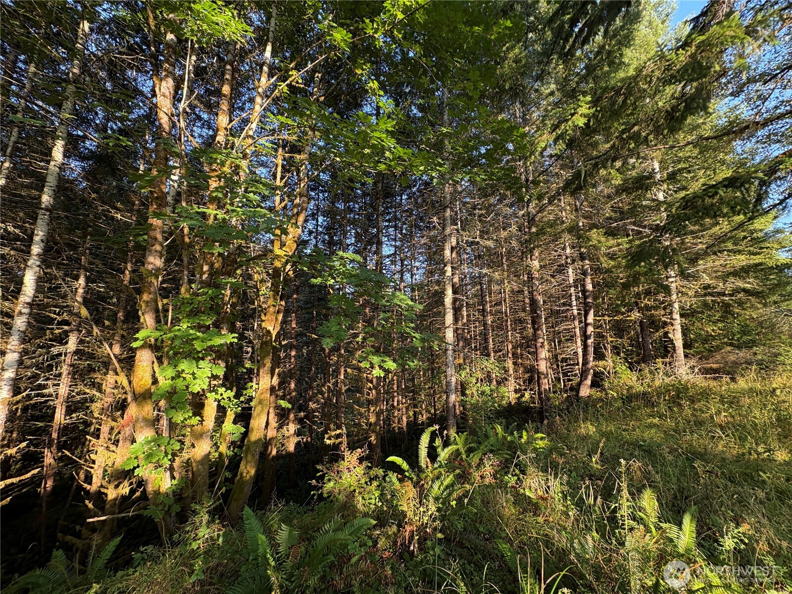 -nka Frank Smith Road Toutle, WA 98649 - Photo 3 of 19 Gallery Image 3