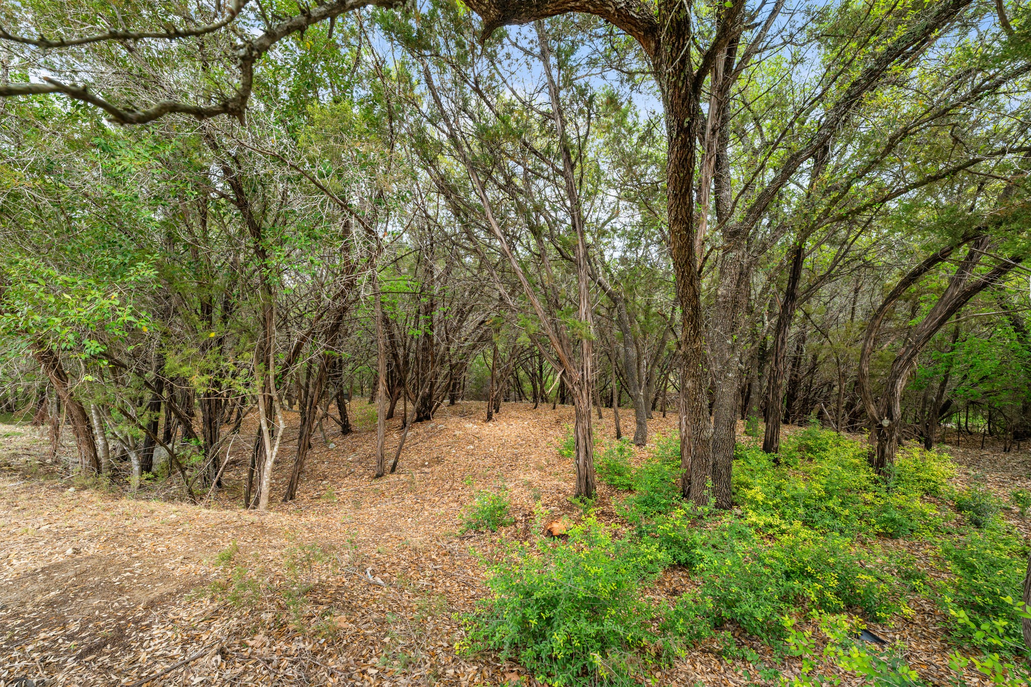 1707 Lipan Trail Austin, TX 78733 - Photo 5 of 24 a view of backyard