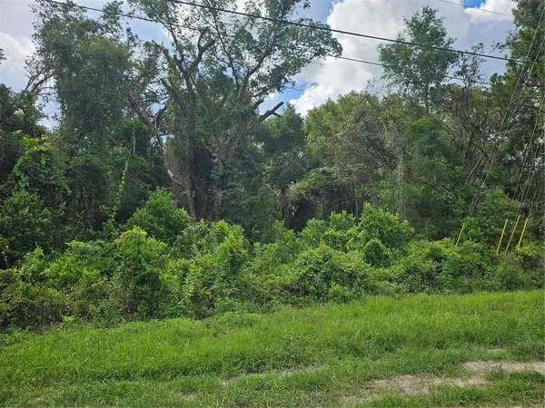 a view of a lush green forest with lots of trees