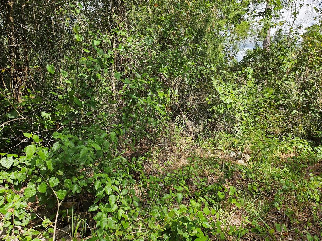 41 Us Hwy Spring Hill Spring Hill, FL 34610 - Photo 5 of 6