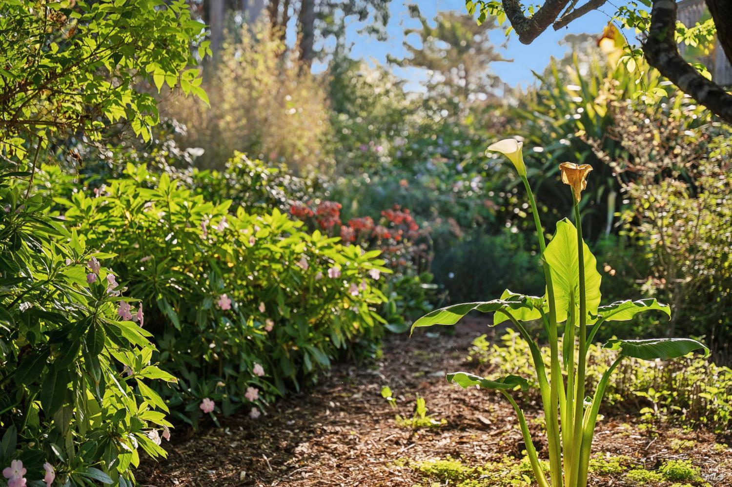 180 Maple Road Bolinas, CA 94924 - Photo 93 of 99