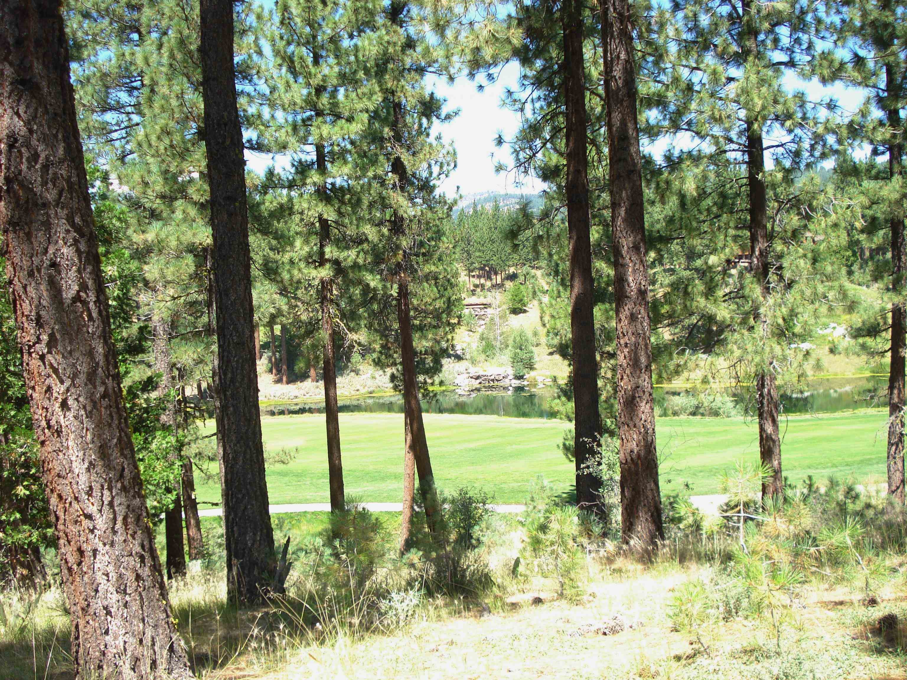 a view of a yard with large trees