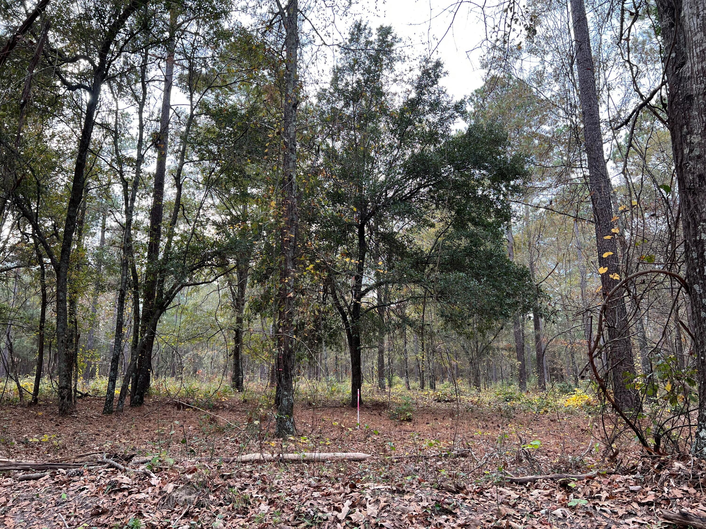 W2 Wagener Road, Unit 2 Wagener, SC 29164 - Photo 3 of 11