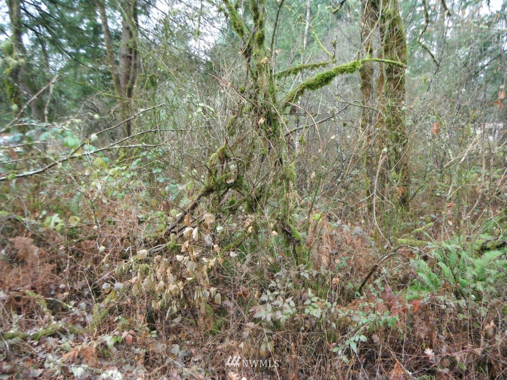 17035 Sargent Road Southwest Rochester, WA 98579 - Photo 3 of 13