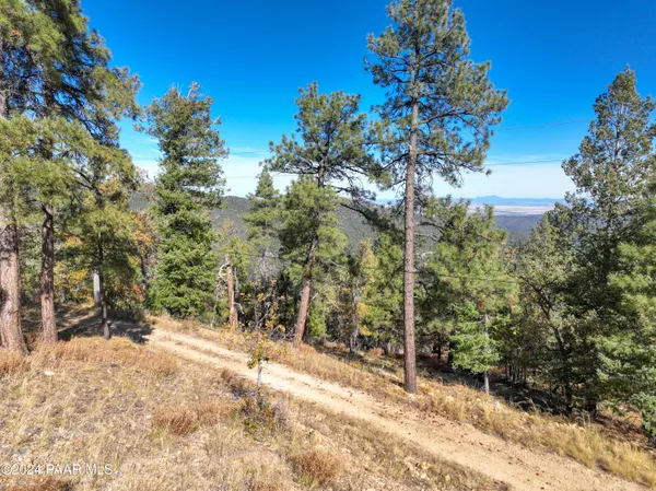 a view of a tree in a yard