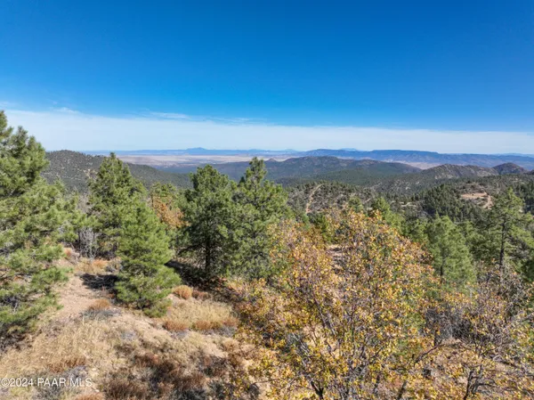 a view of a large tree with a tree in the background