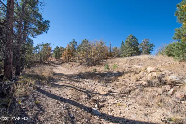 a view of a yard with a tree