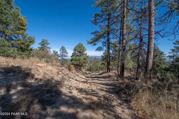 a view of a forest filled with trees