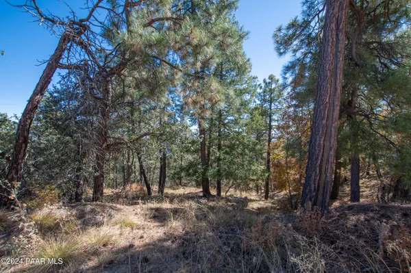 a view of a forest with trees in the background