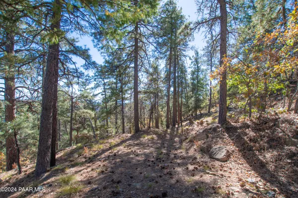 a view of a yard with large trees