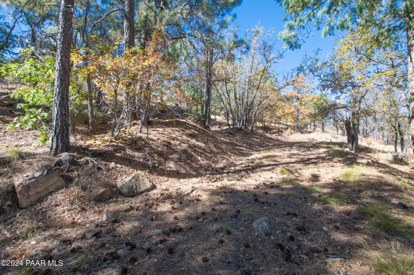 a view of a yard with a tree