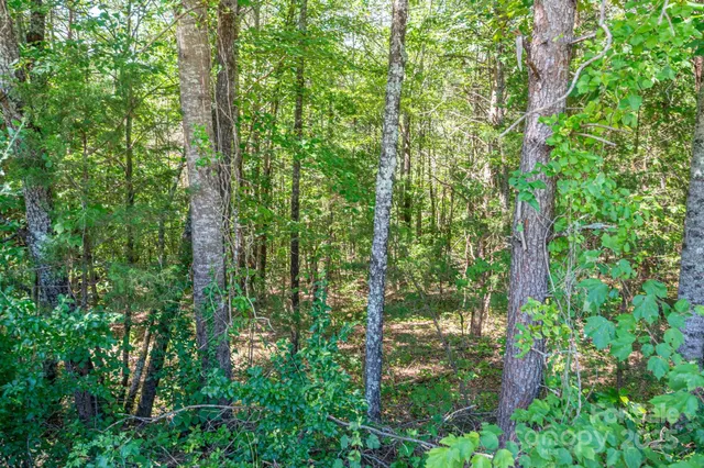 a close up of a plant