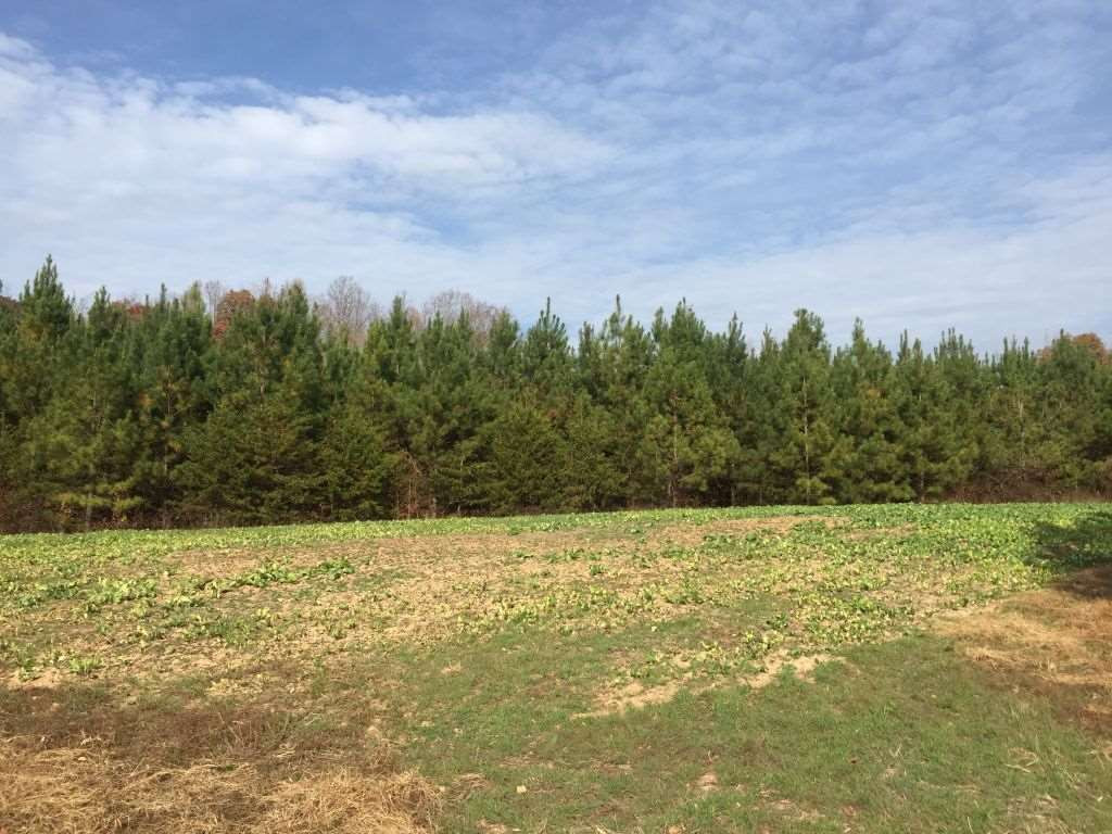 Bethesda Church Cemetery Road Ruffin, NC 27326 - Photo 10 of 12 Photo 10