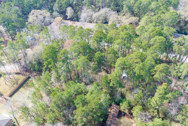 a view of a forest with a tree