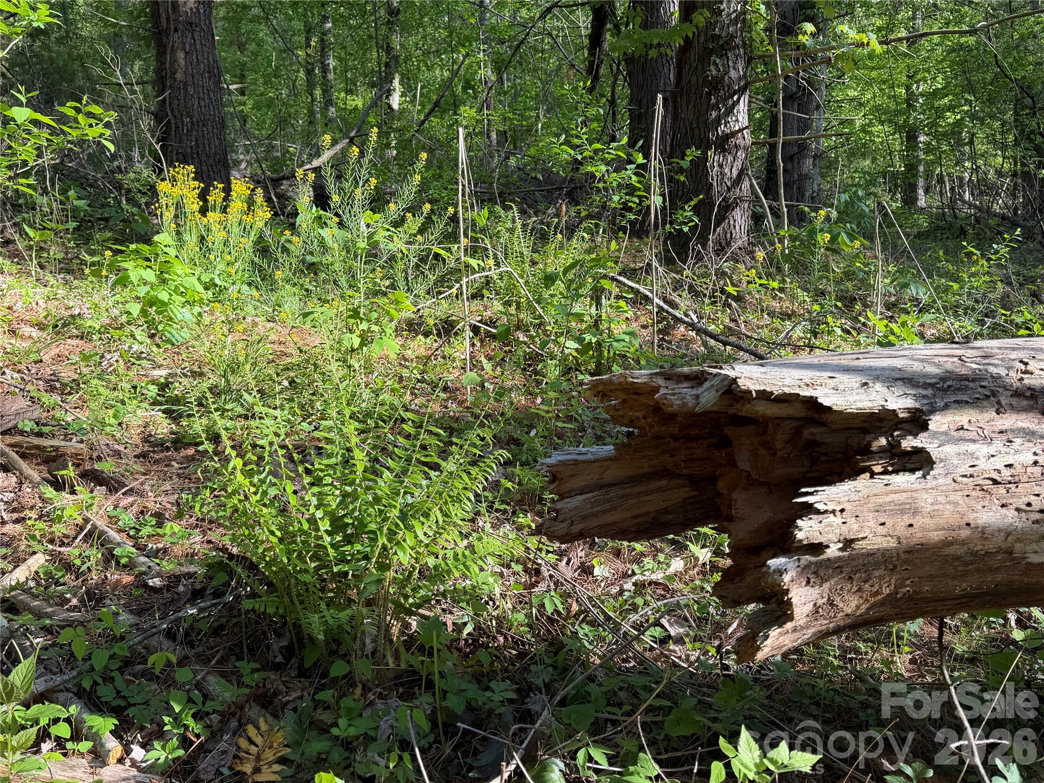 0 Apple Farm Road Bakersville, NC 28705 - Photo 13 of 24