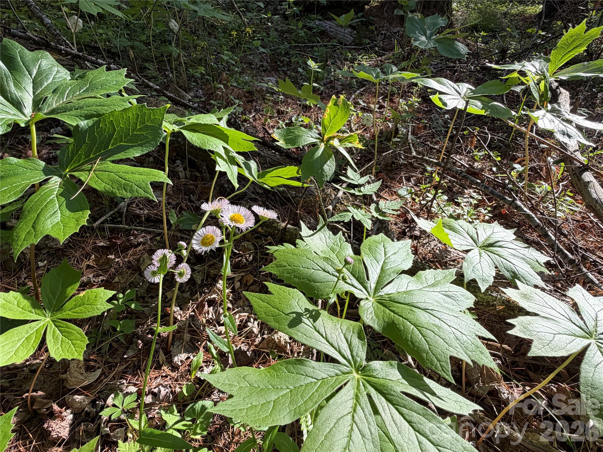 0 Apple Farm Road Bakersville, NC 28705 - Photo 14 of 24
