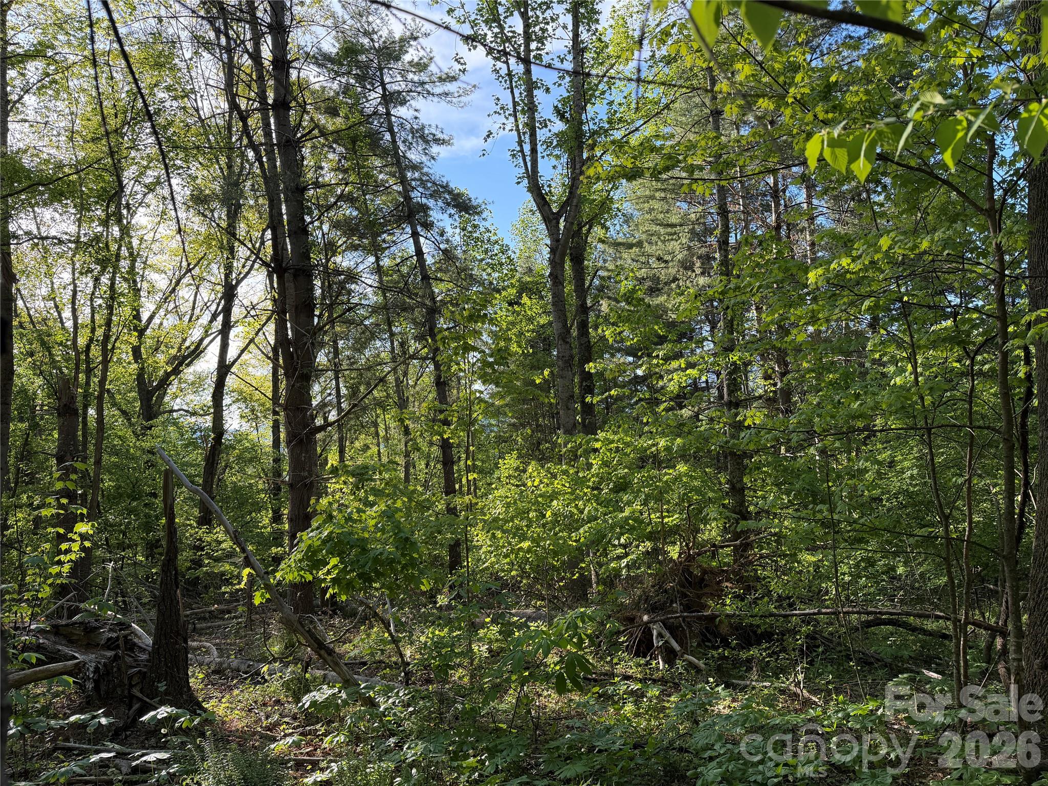0 Apple Farm Road Bakersville, NC 28705 - Photo 16 of 24