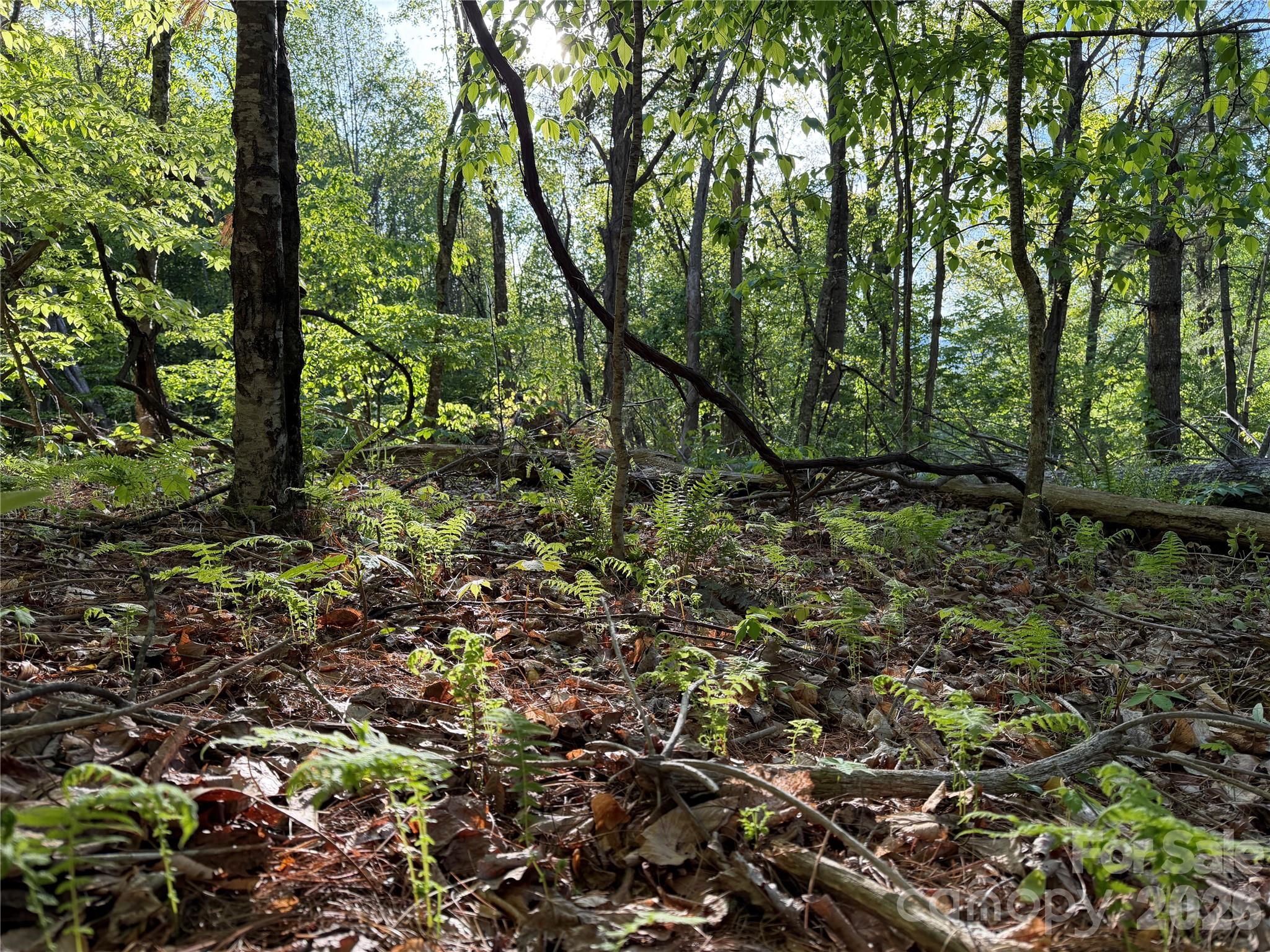 0 Apple Farm Road Bakersville, NC 28705 - Photo 17 of 24