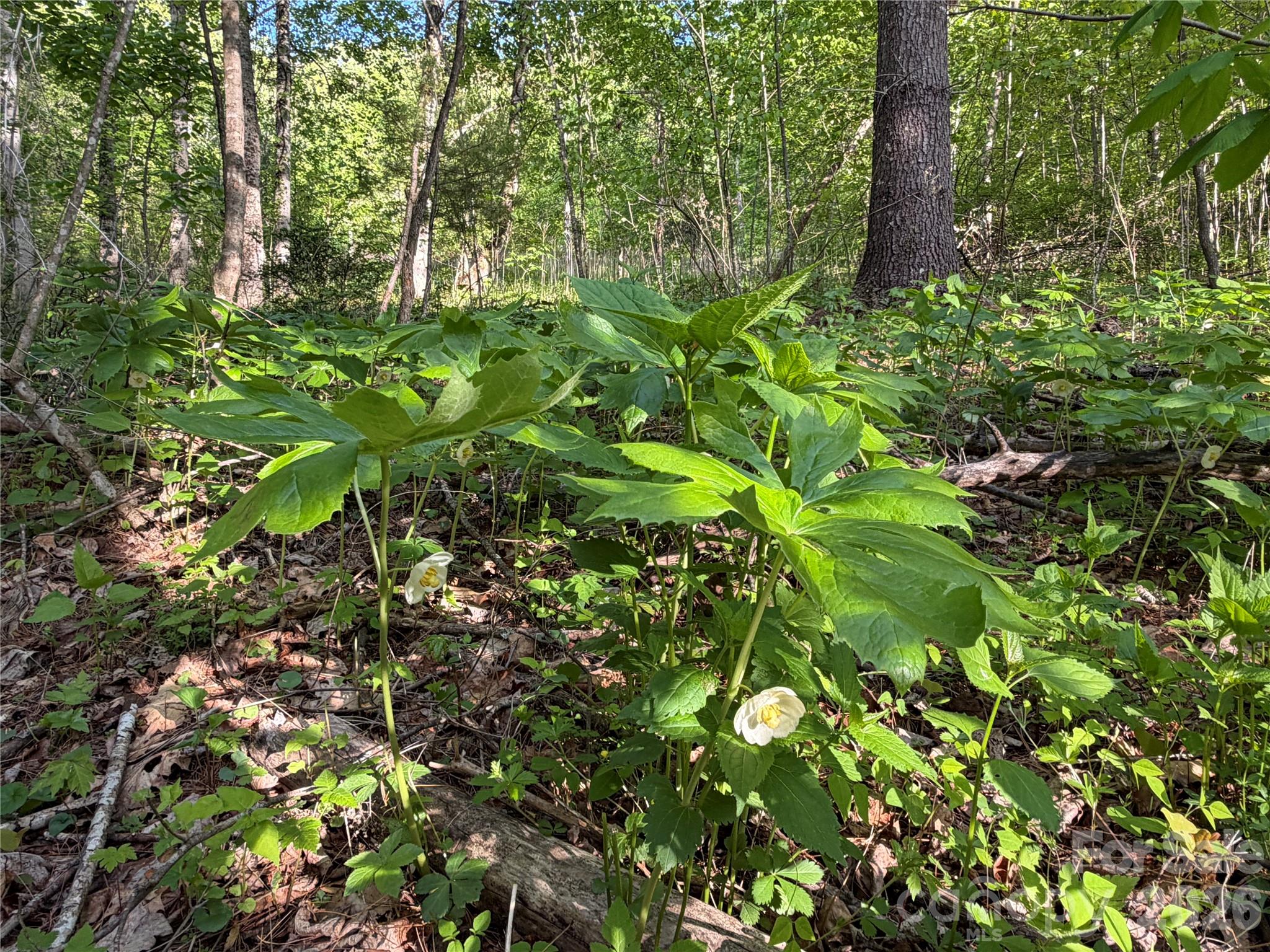 0 Apple Farm Road Bakersville, NC 28705 - Photo 20 of 24