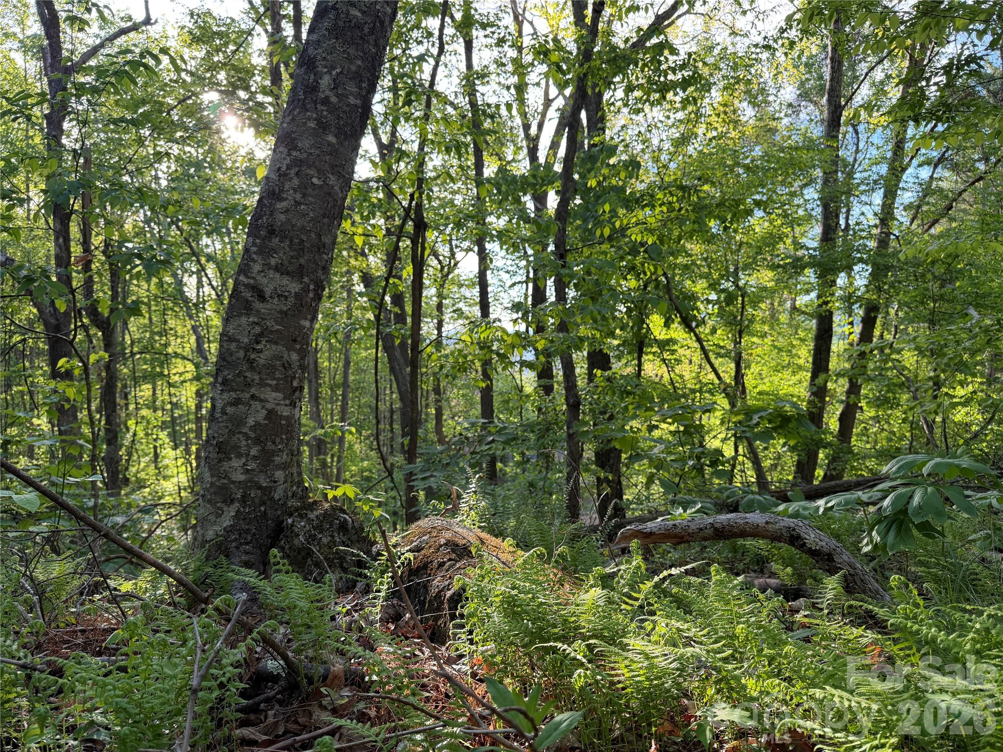 0 Apple Farm Road Bakersville, NC 28705 - Photo 21 of 24