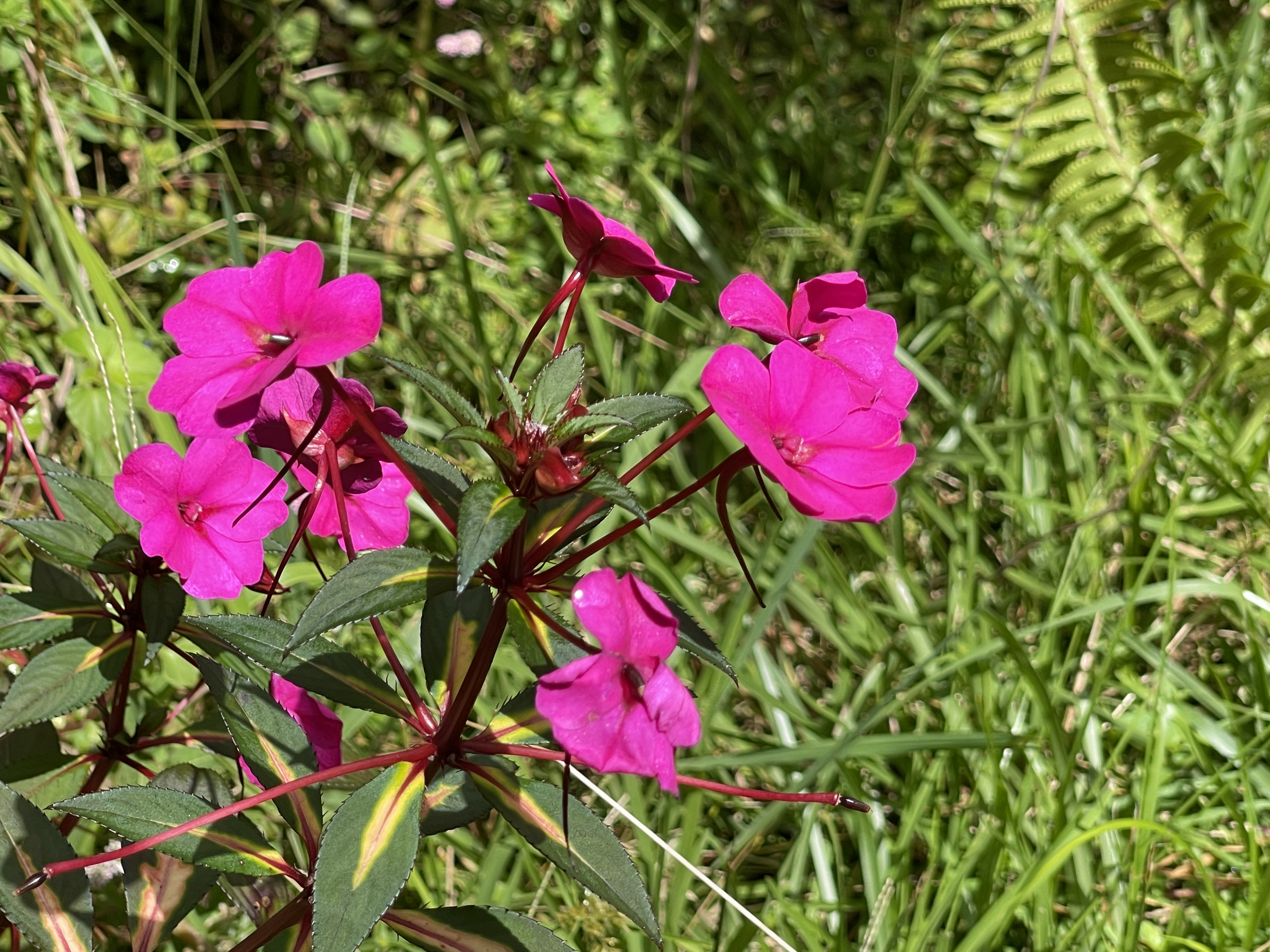 56 Makoa Road Mountain View, HI 96771 - Photo 2 of 11 a view of a flower