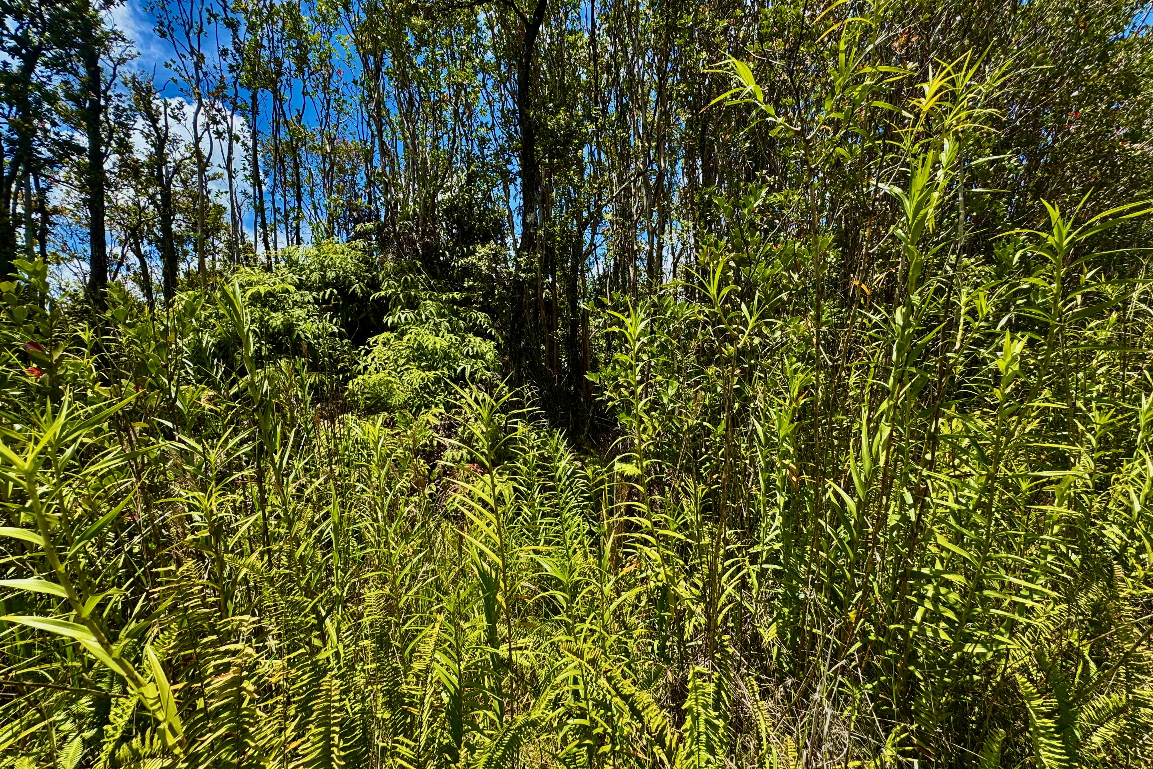 56 Makoa Road Mountain View, HI 96771 - Photo 6 of 11 a close up of a plant