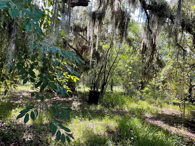 a view of a tree in a garden