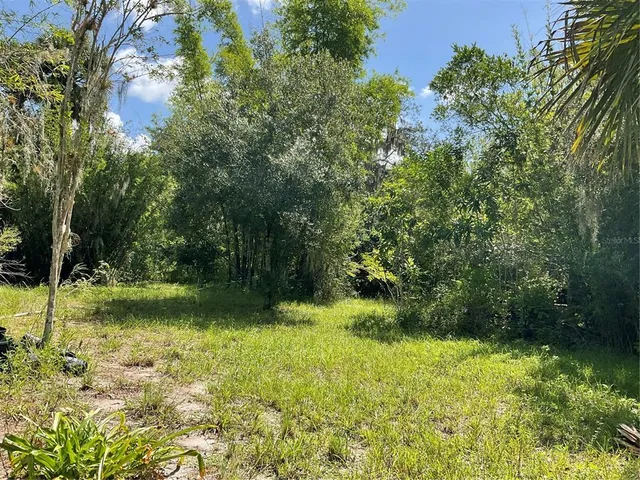 a view of a field with a tree