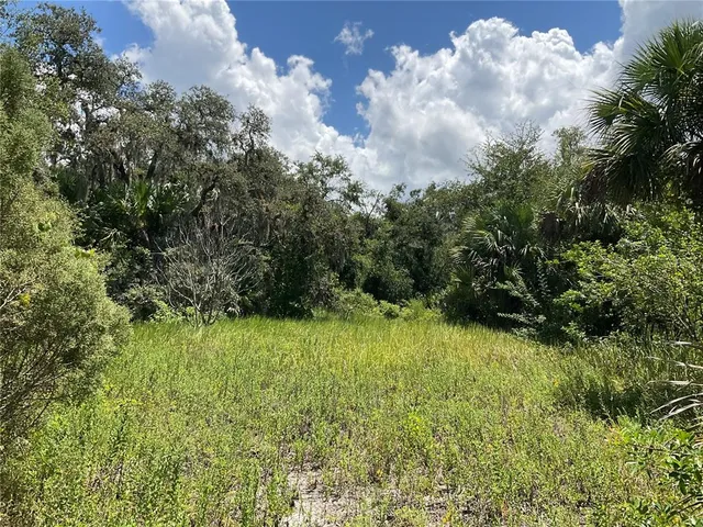 a view of a bunch of trees