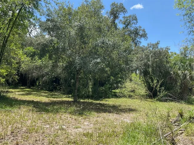 a view of a bunch of trees and bushes