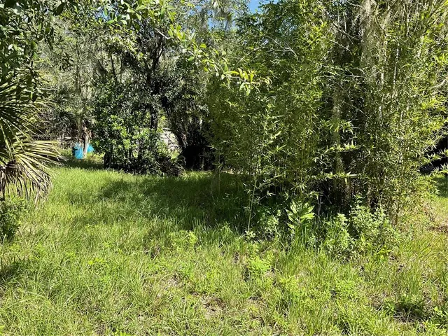 a view of a lush green space