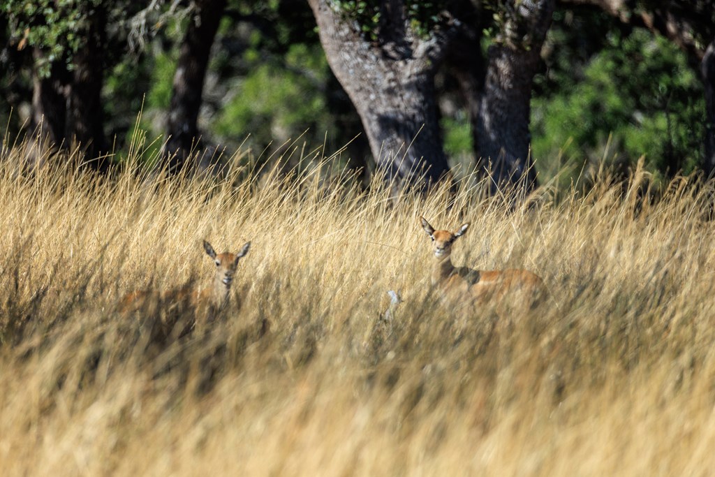 Lot 20 Mayers Rdg Drive Kerrville, TX 78028 - Photo 3 of 11