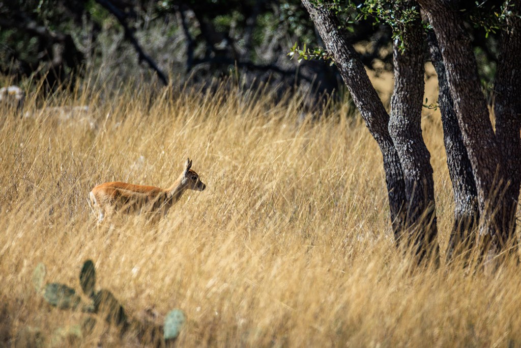 Lot 20 Mayers Rdg Drive Kerrville, TX 78028 - Photo 4 of 11