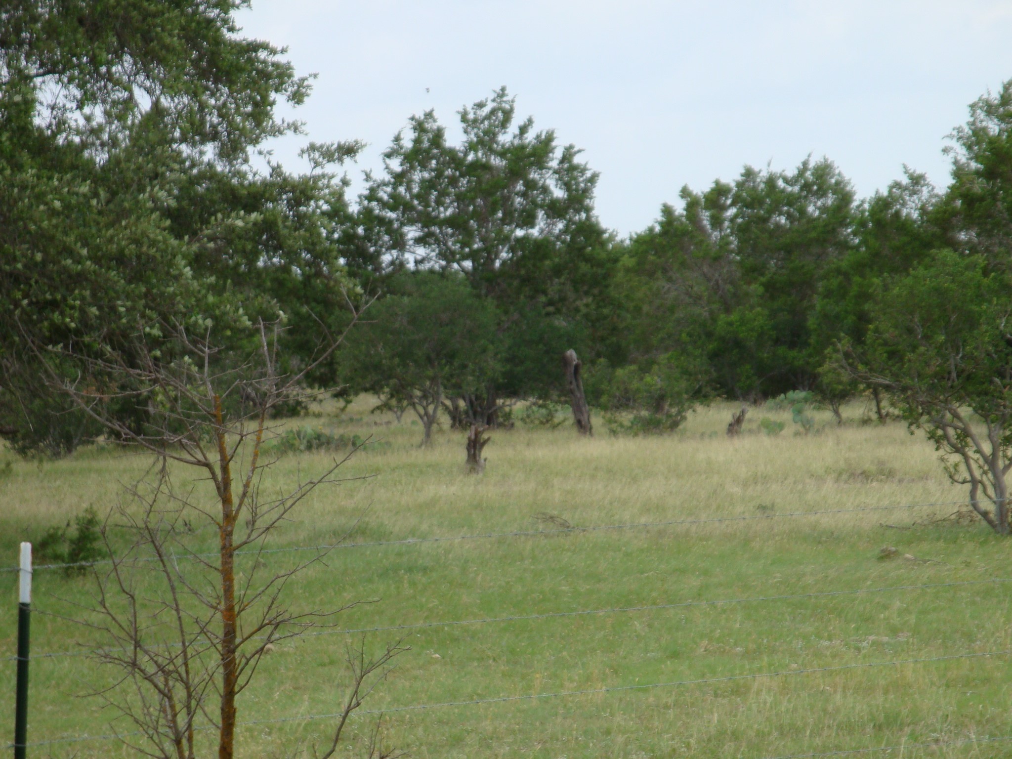 1619 Althaus Ranch Road Johnson City, TX 78636 - Photo 34 of 40